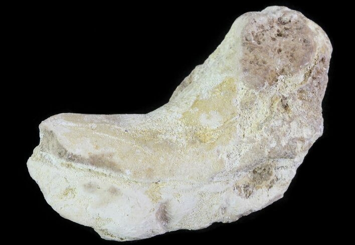 Cretaceous Fish Coprolite (Fossil Poop) - Kansas #64173